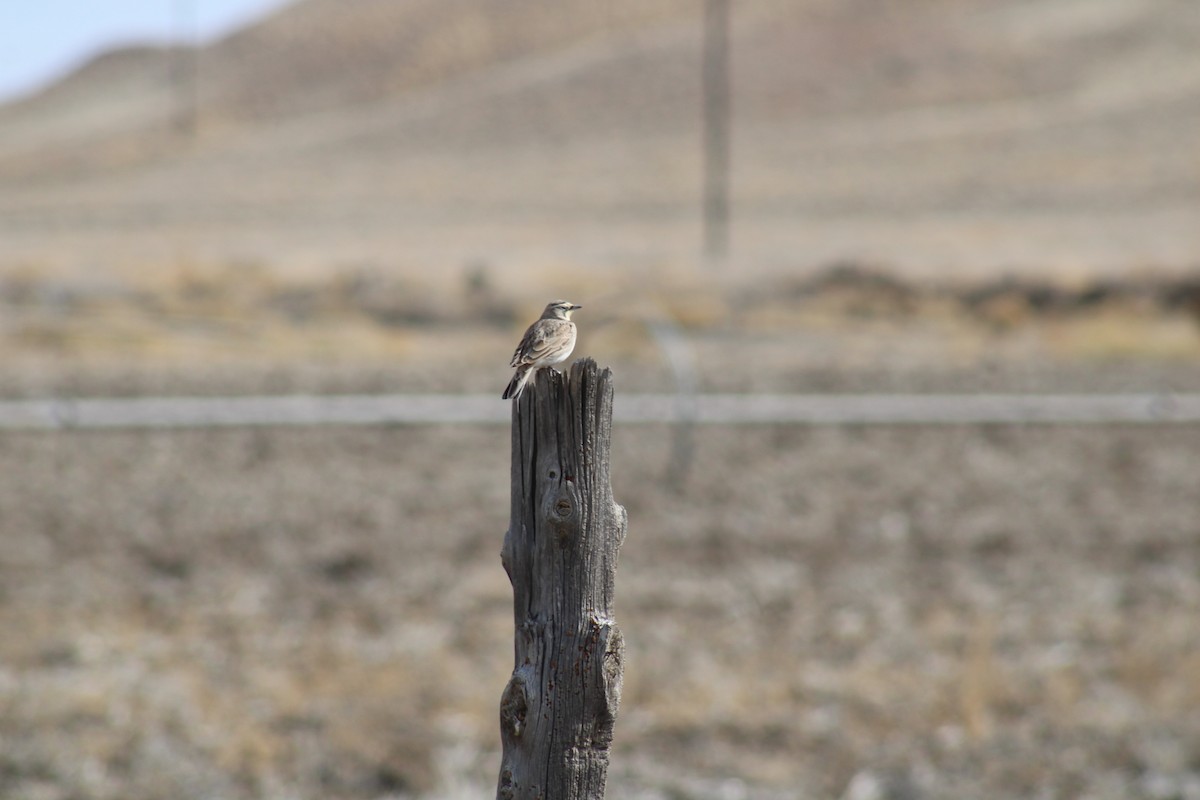 Horned Lark - ML615308912