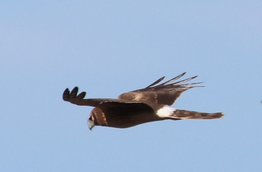 Northern Harrier - ML615308962