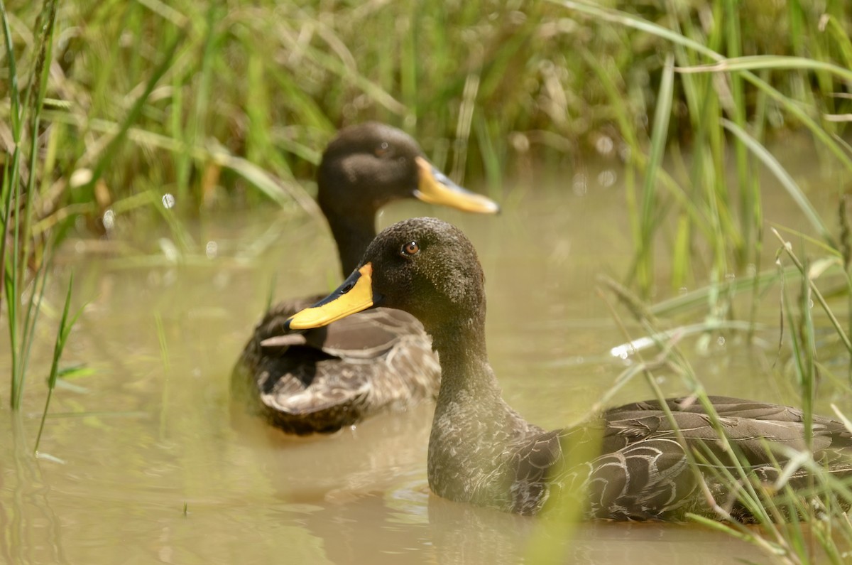 Yellow-billed Duck - Ken Simonite
