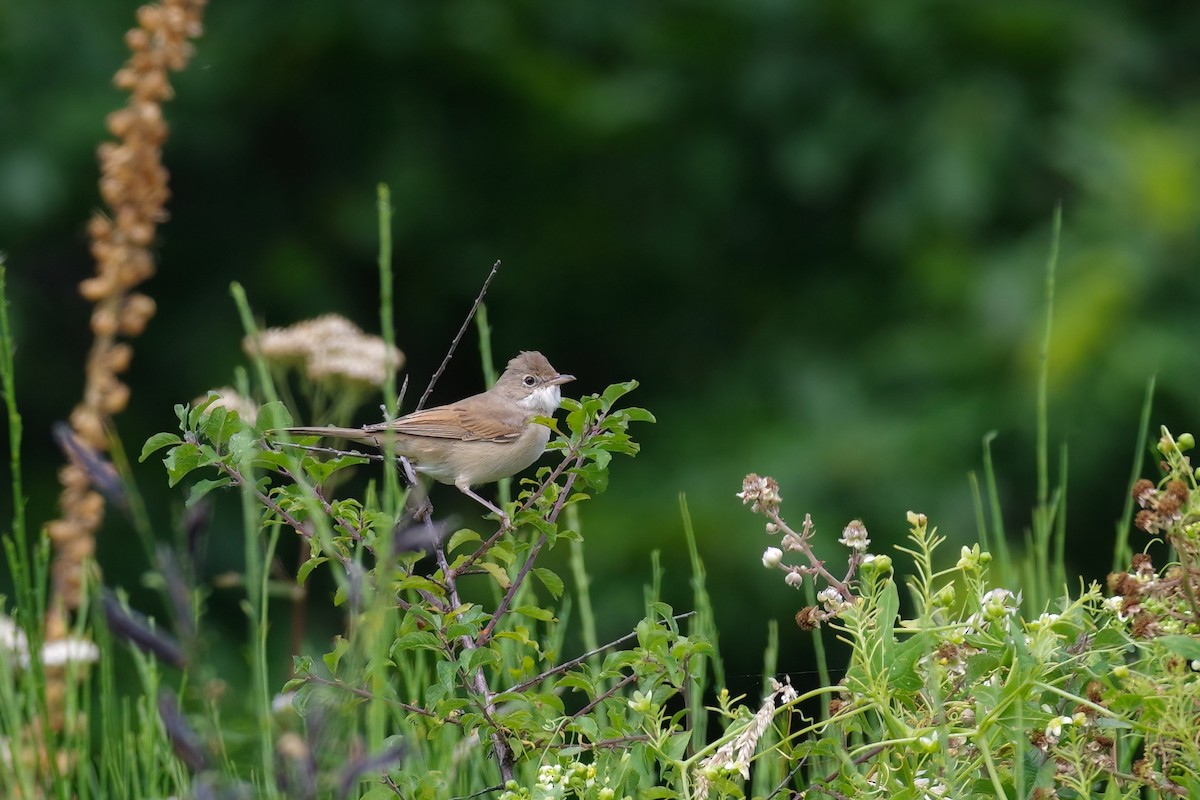 Greater Whitethroat - ML615309165