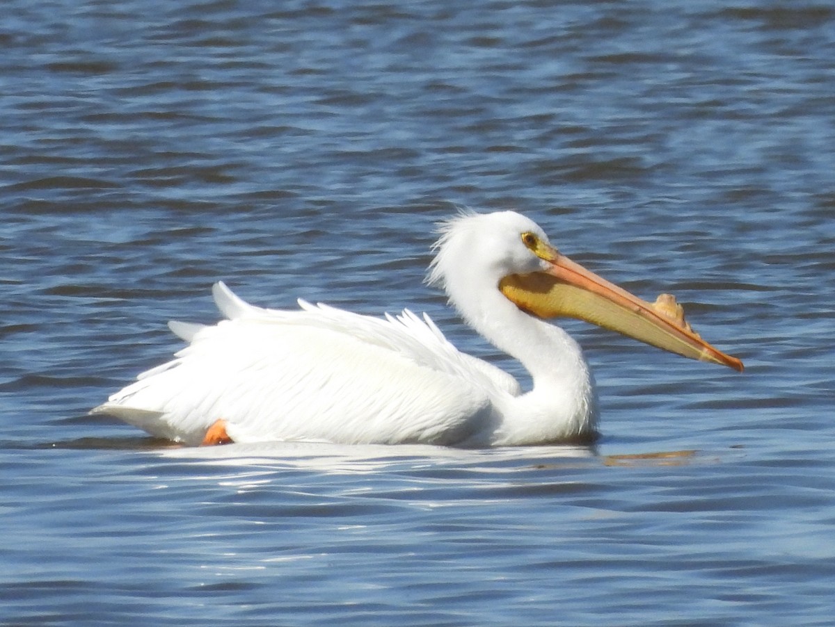 American White Pelican - ML615309176