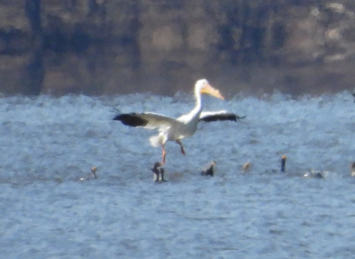 American White Pelican - ML615309177