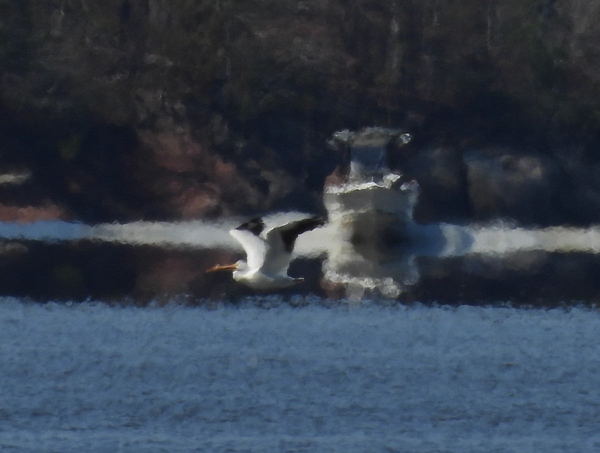 American White Pelican - ML615309179