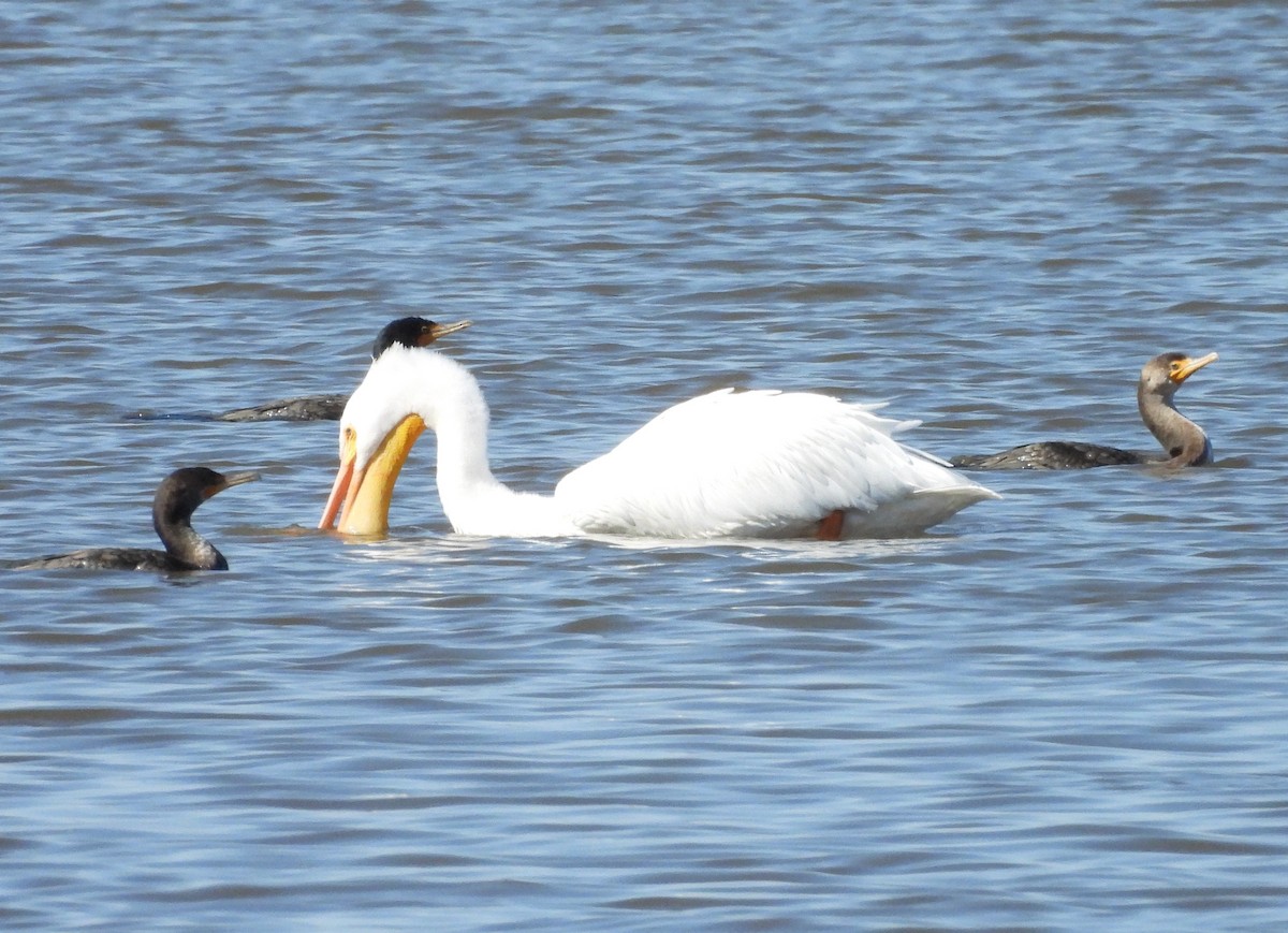 American White Pelican - ML615309180