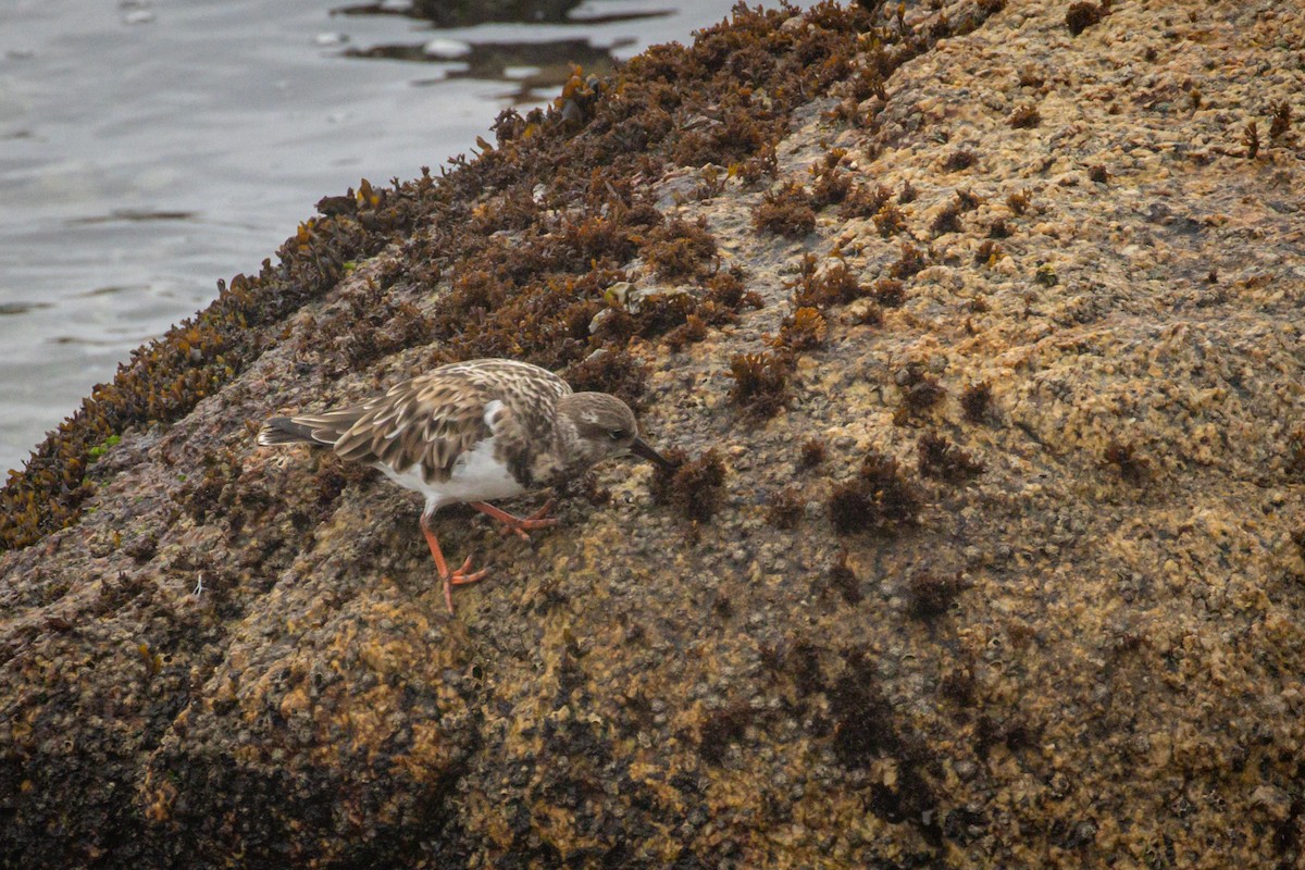 Ruddy Turnstone - Michael Warner