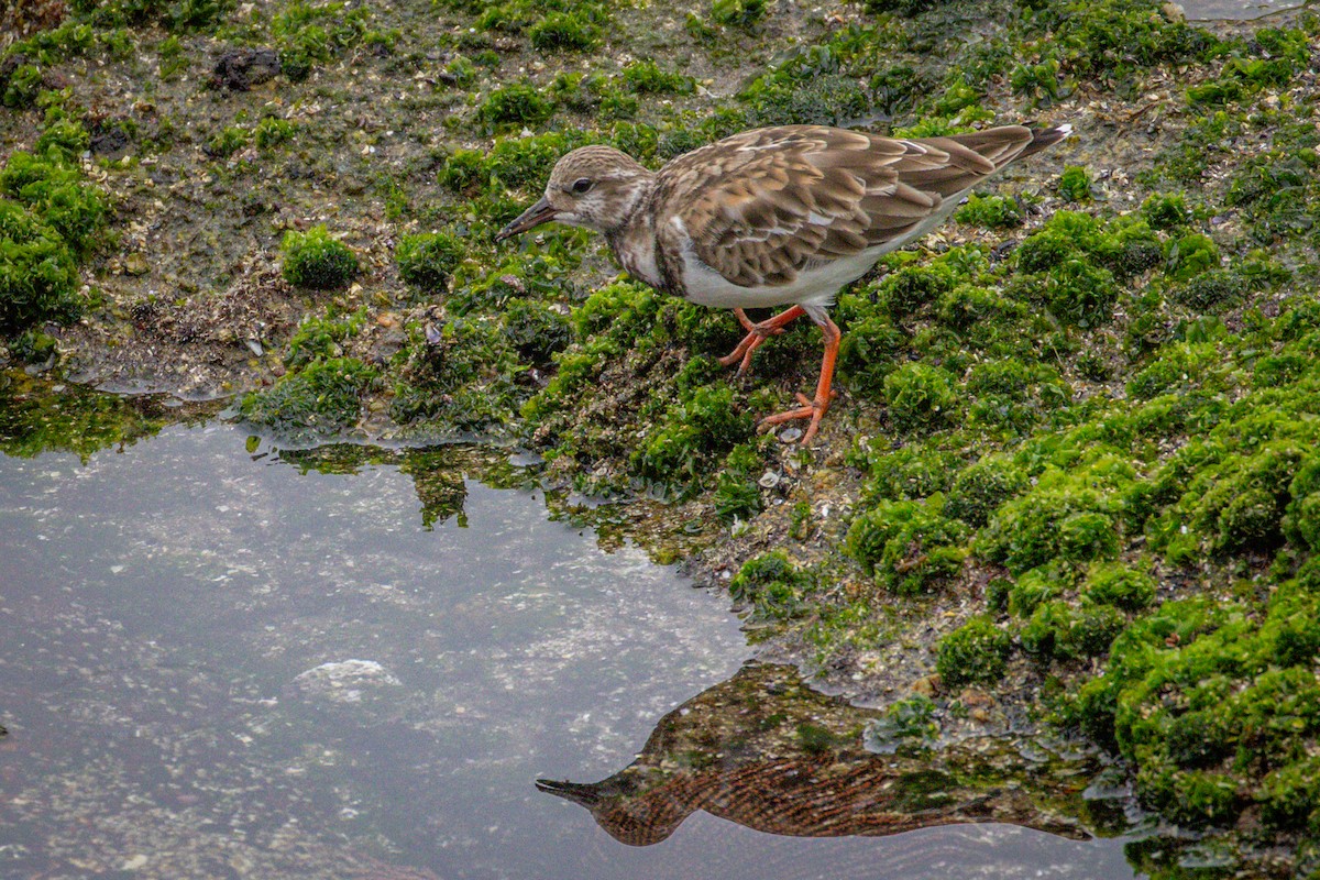 Ruddy Turnstone - Michael Warner