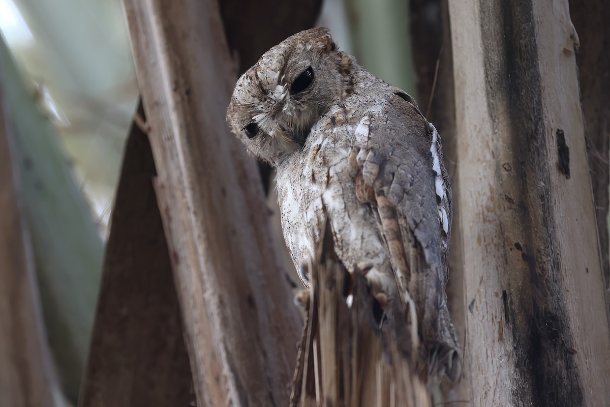 Socotra Scops-Owl - Radoslaw Gwozdz