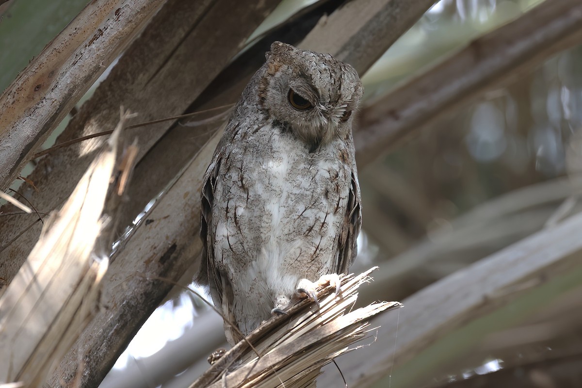 Socotra Scops-Owl - ML615309228