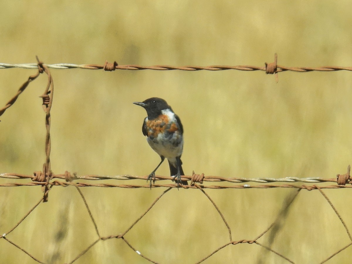 African Stonechat - ML615309243