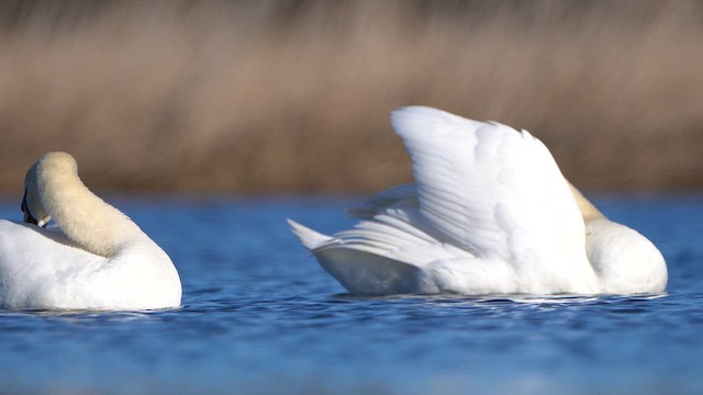 Mute Swan - ML615309279