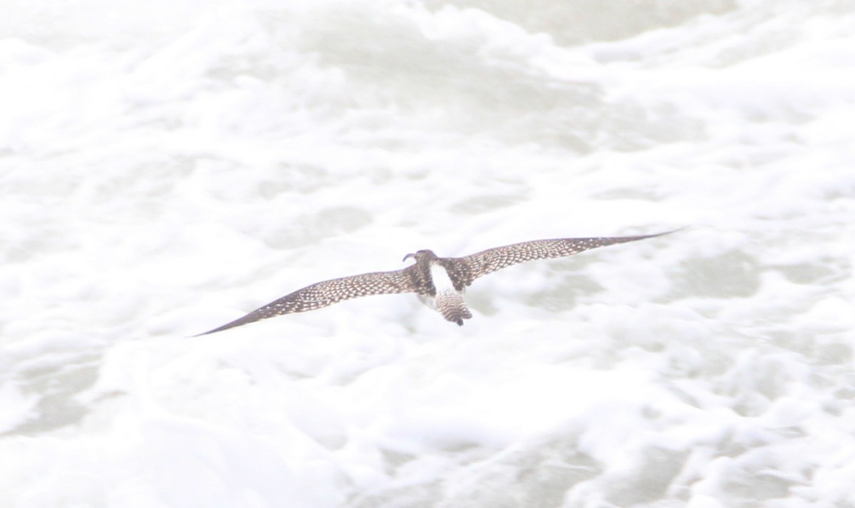 Whimbrel - Nelson Fonseca