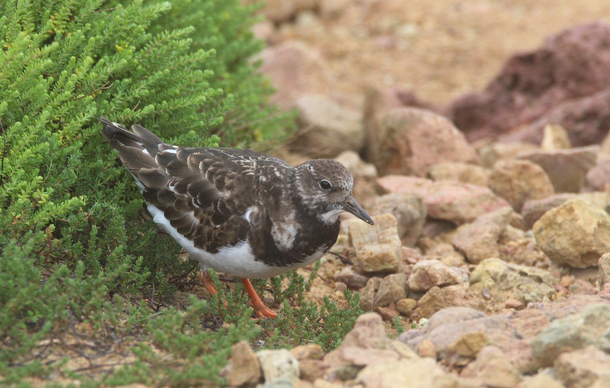 Ruddy Turnstone - Nelson Fonseca