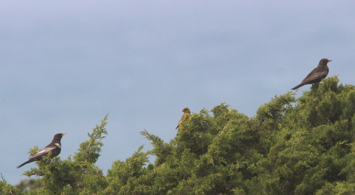 Ring Ouzel - Nelson Fonseca