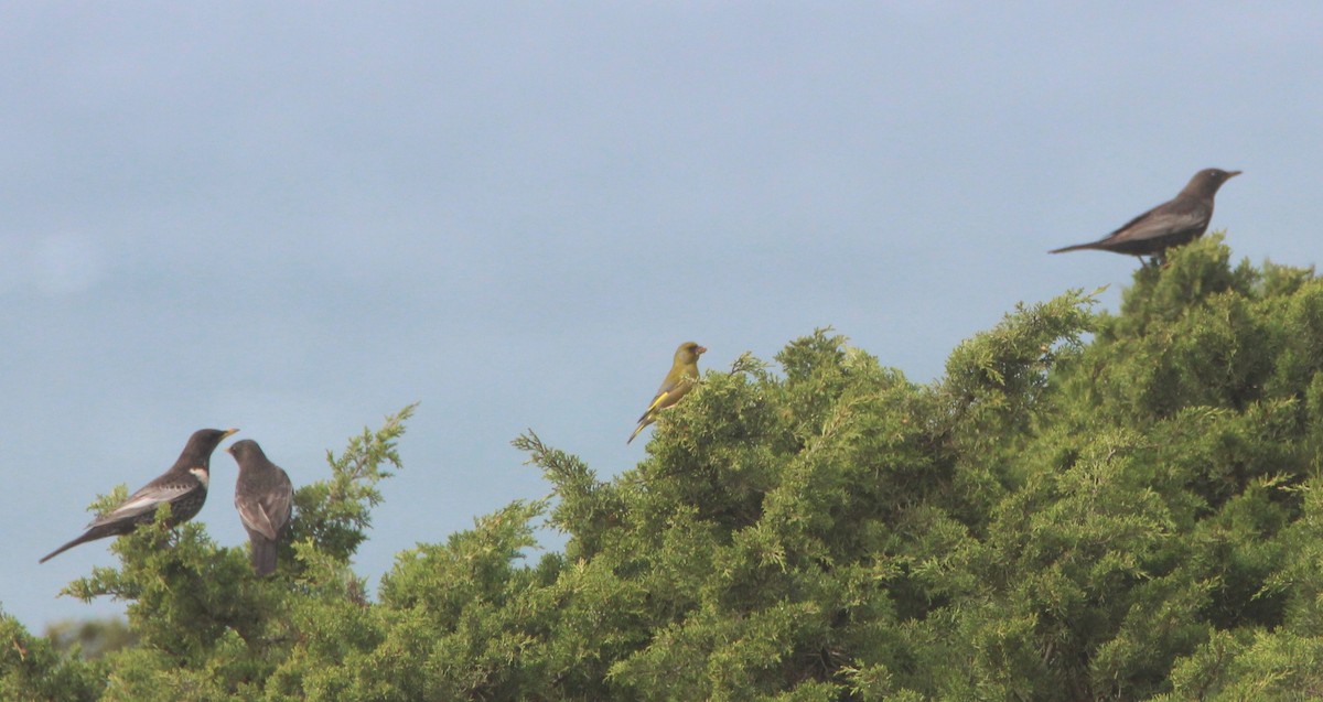 Ring Ouzel - Nelson Fonseca