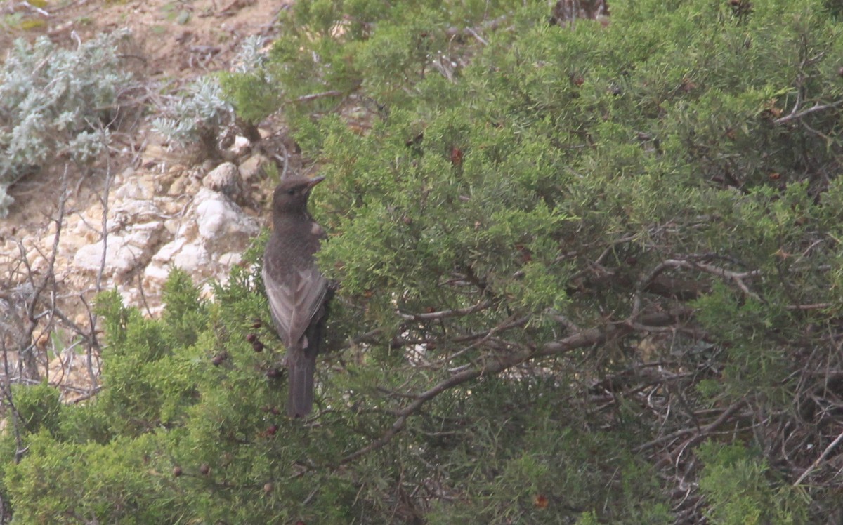 Ring Ouzel - Nelson Fonseca