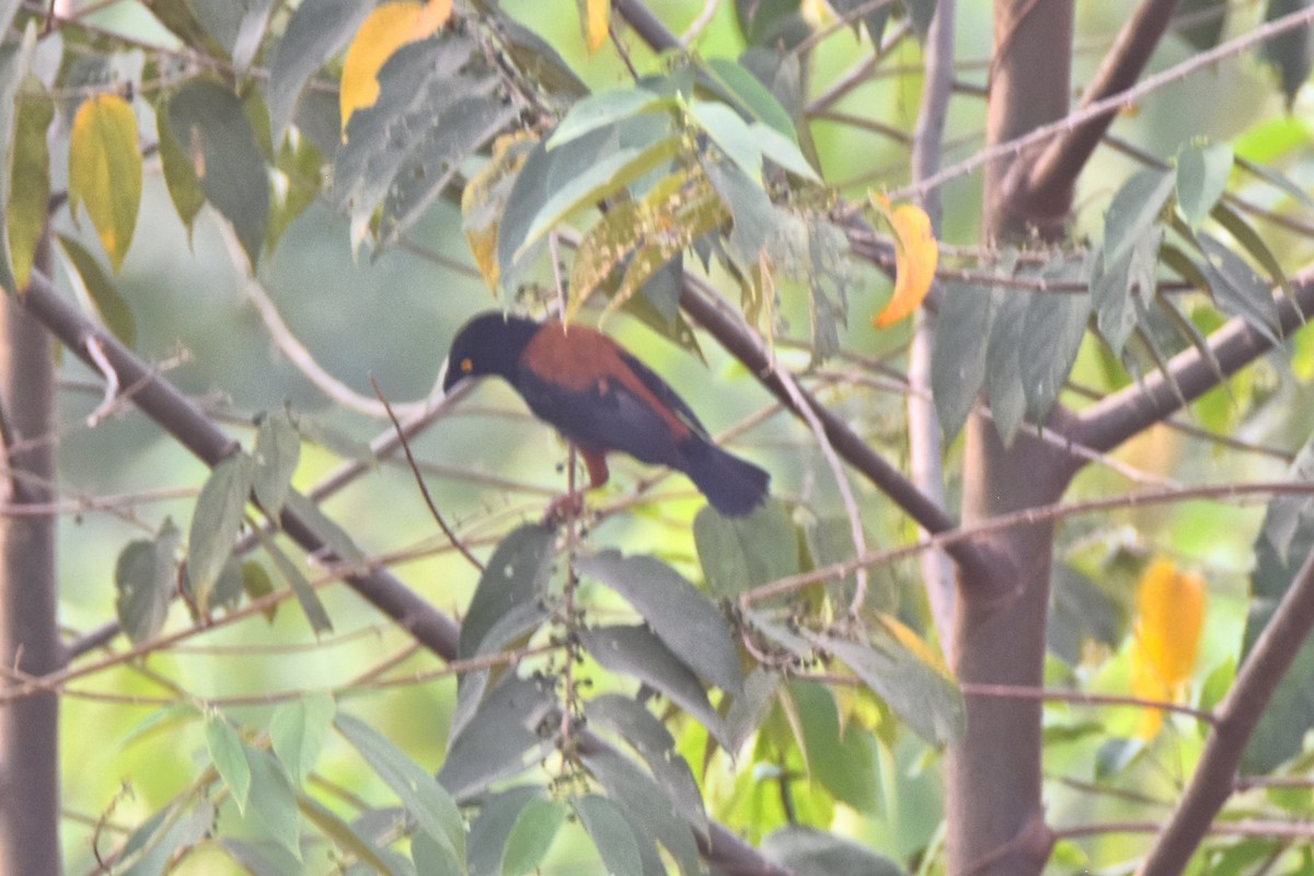 Chestnut-and-black Weaver - ML615309334