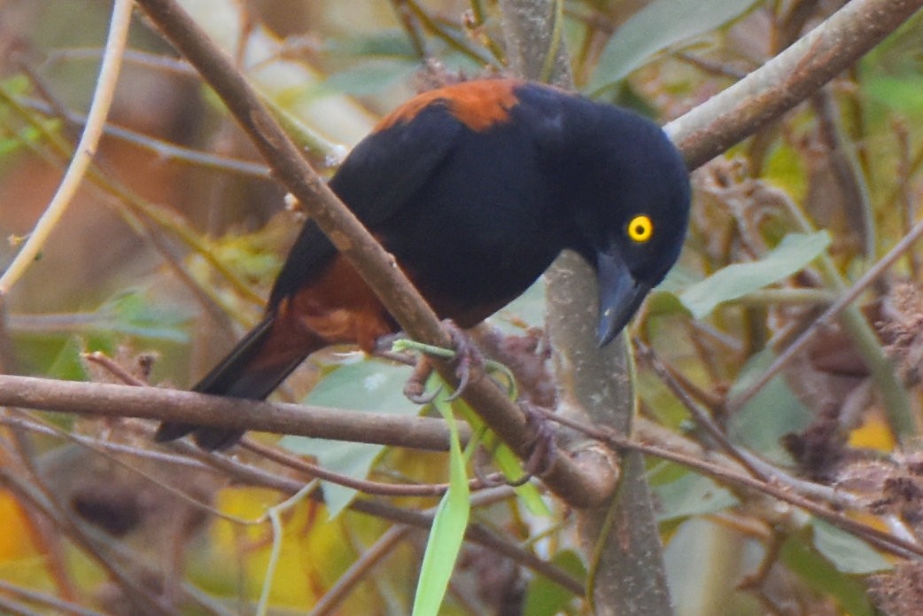 Chestnut-and-black Weaver - ML615309336