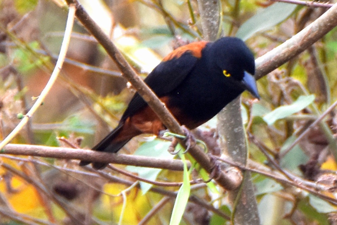 Chestnut-and-black Weaver - ML615309337