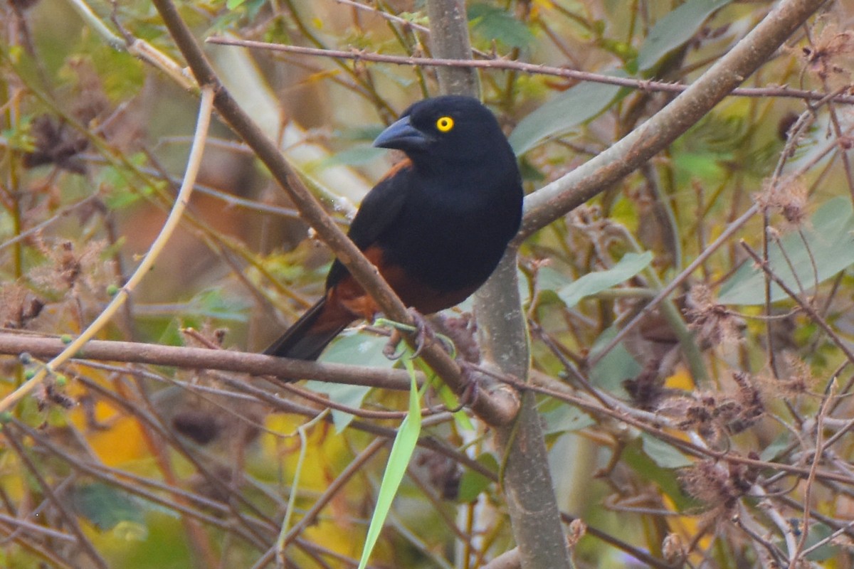 Chestnut-and-black Weaver - ML615309338