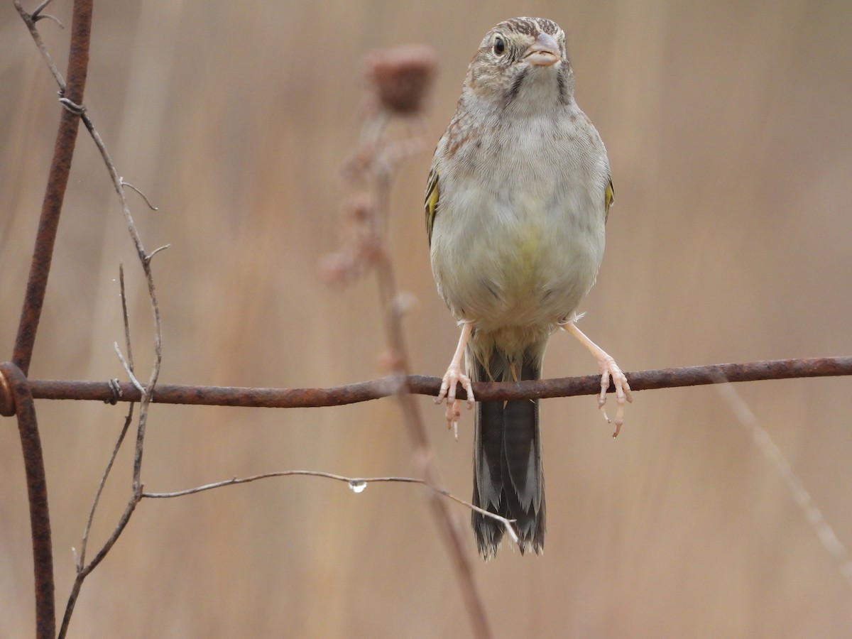 Cassin's Sparrow - ML615309430