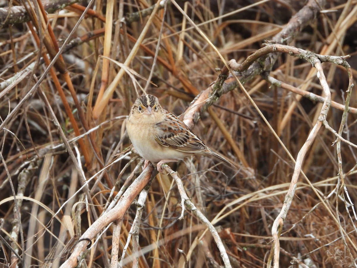 Grasshopper Sparrow - Fred Collins