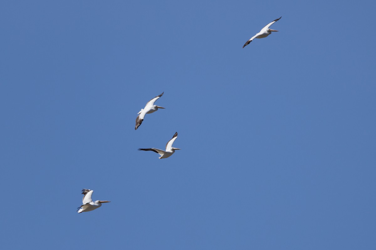 American White Pelican - ML615309485