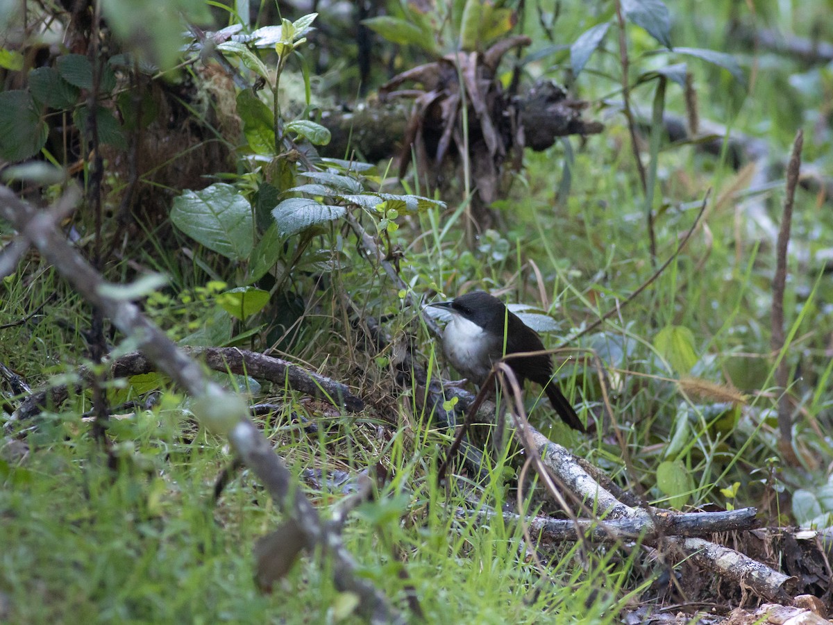 Western Chat-Tanager - ML615309490