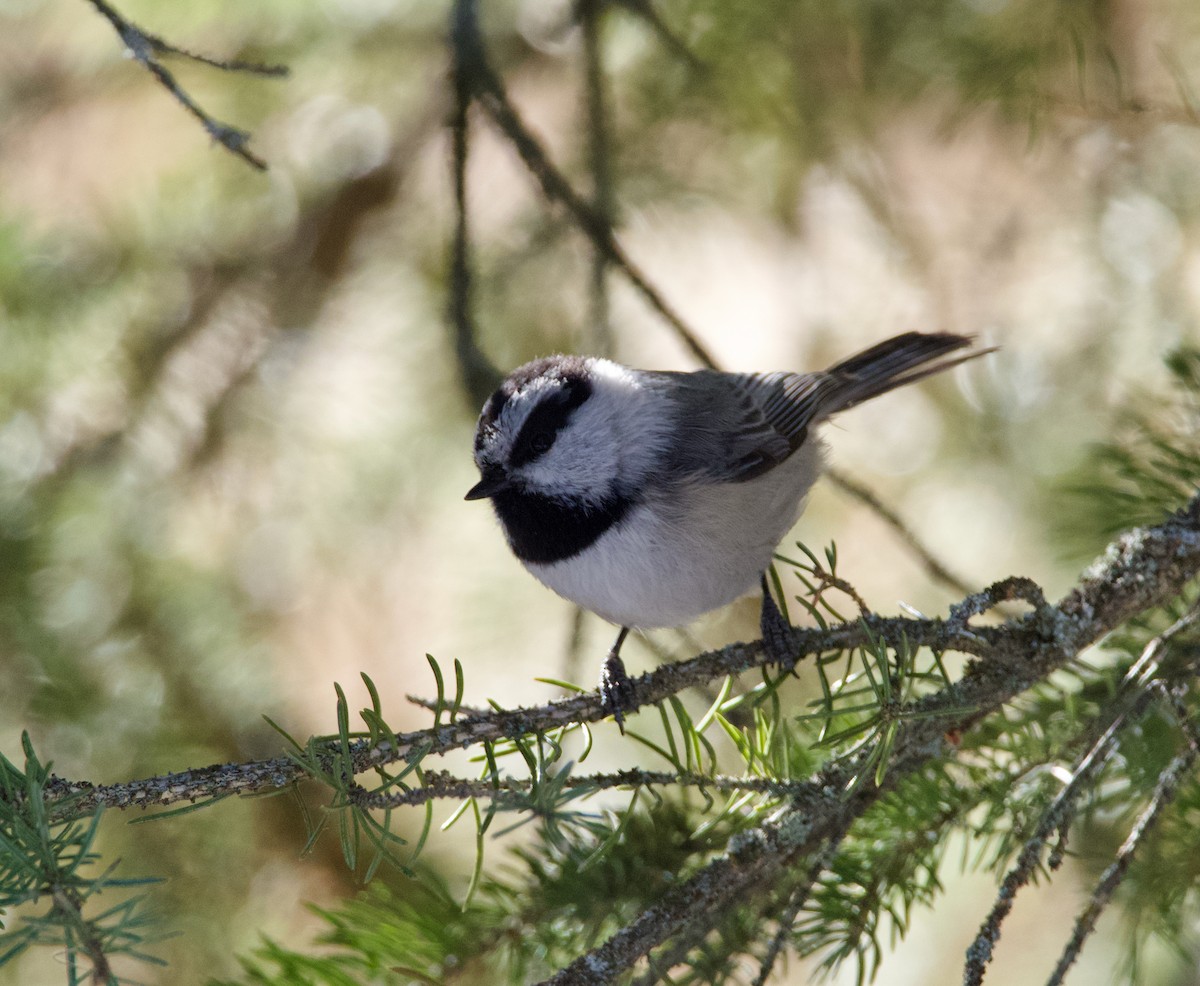 Mountain Chickadee - John Anderson