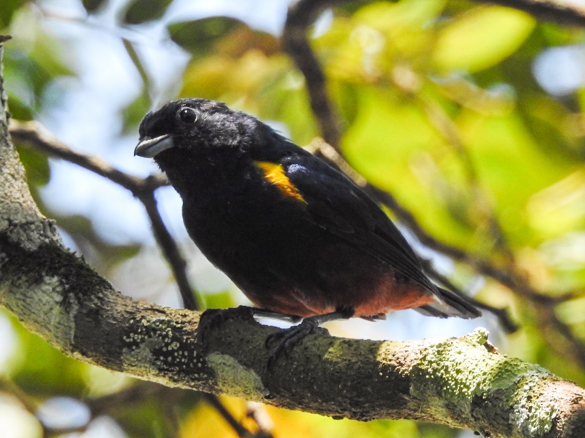 Chestnut-bellied Euphonia - ML615309590