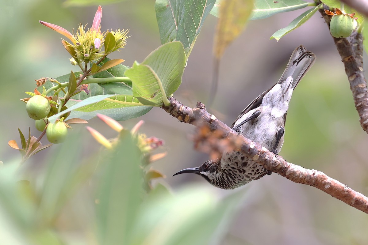 Socotra Sunbird - ML615309638