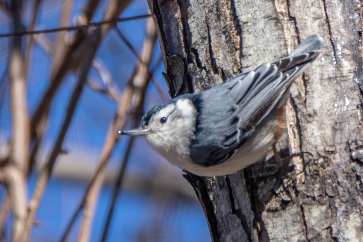 White-breasted Nuthatch - ML615309659