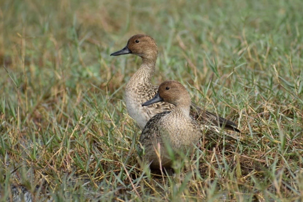 Northern Pintail - ML615309664