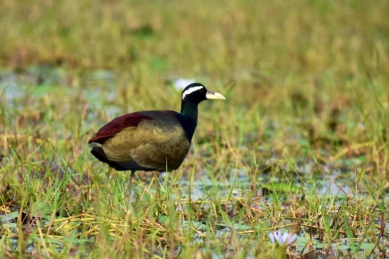 Bronze-winged Jacana - Deepak Gairola