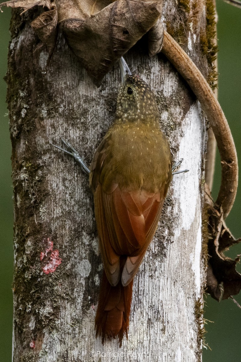 Yeşil Sırtlı Tırmaşık - ML615309716