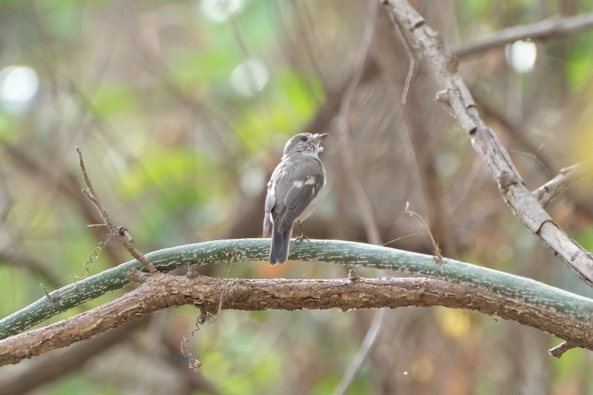 European Pied Flycatcher - ML615309726