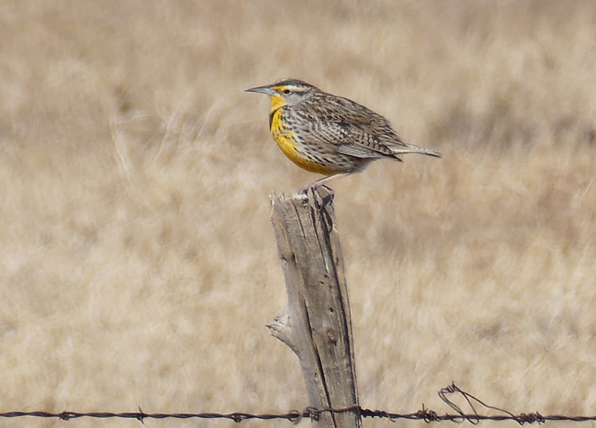 Western Meadowlark - ML615309727