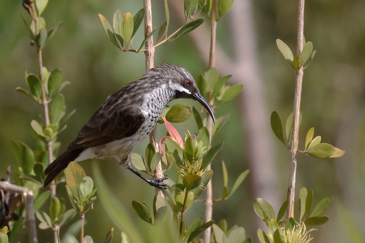 Socotra Sunbird - ML615309728