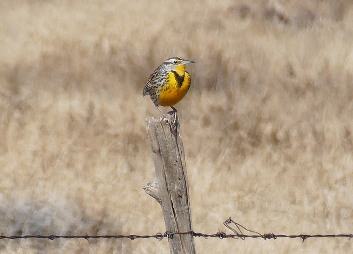 Western Meadowlark - ML615309729