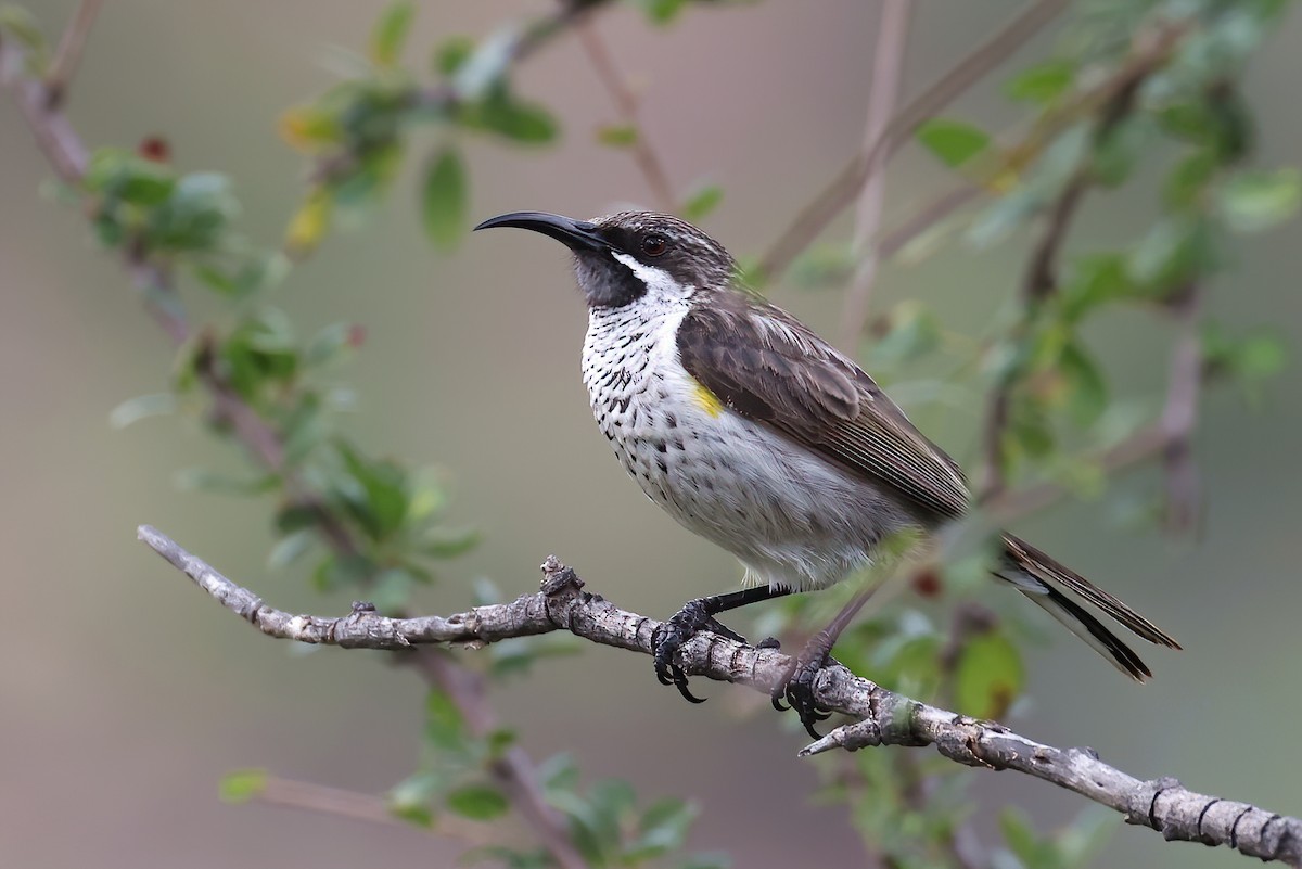 Socotra Sunbird - ML615309754