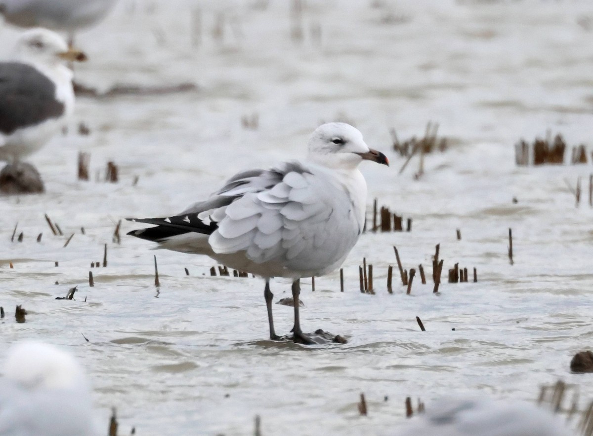 Audouin's Gull - ML615309770