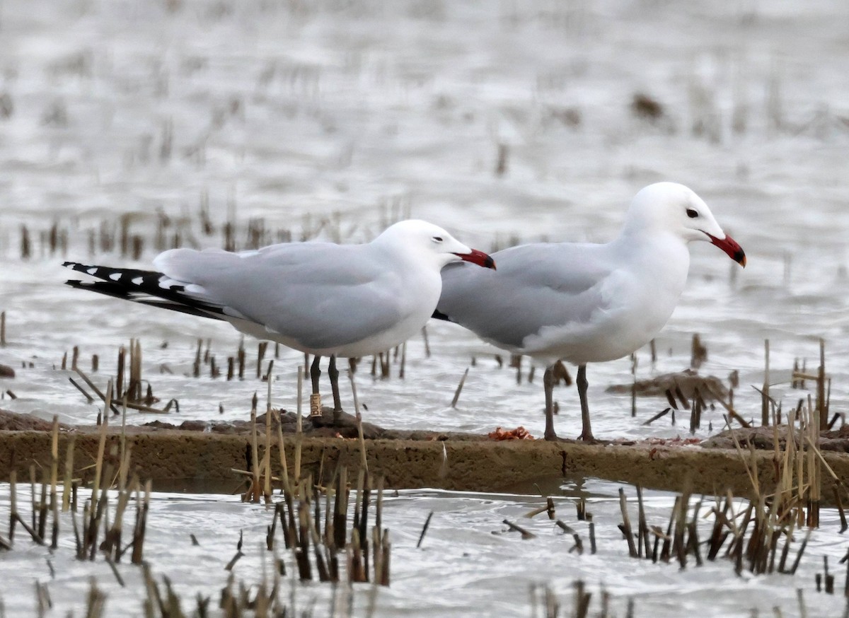 Audouin's Gull - ML615309771