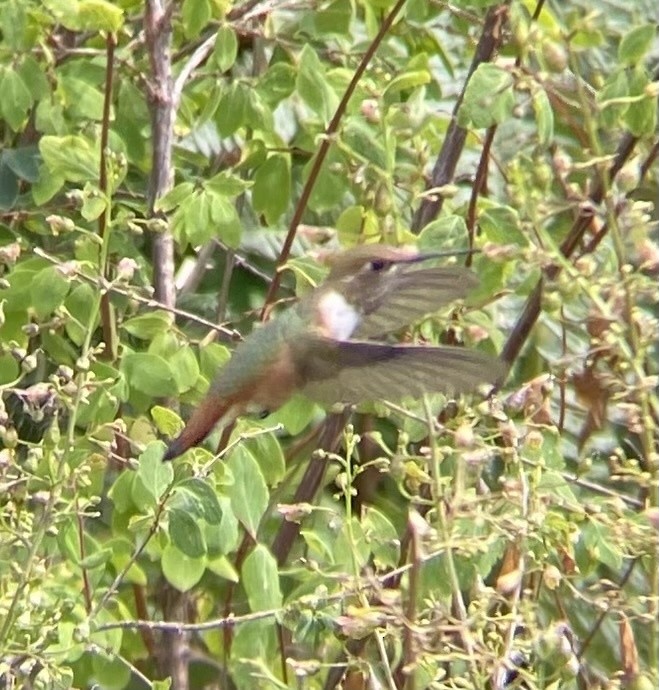 Rufous Hummingbird - ML615309788