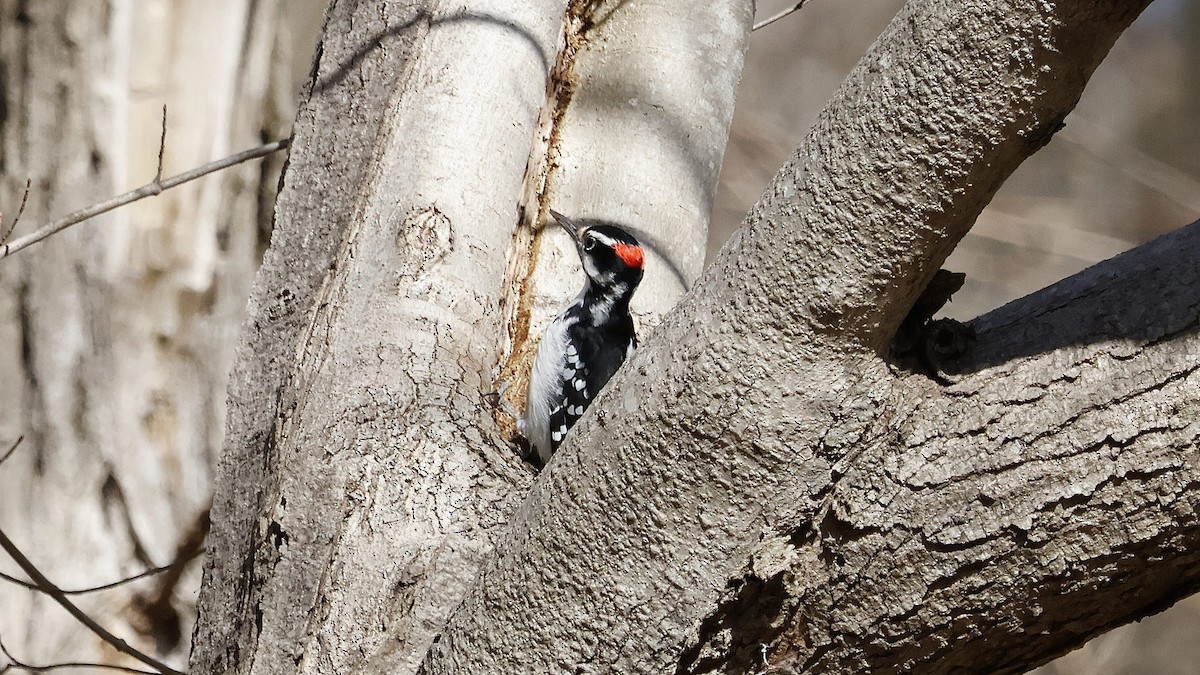 Hairy Woodpecker - ML615309797