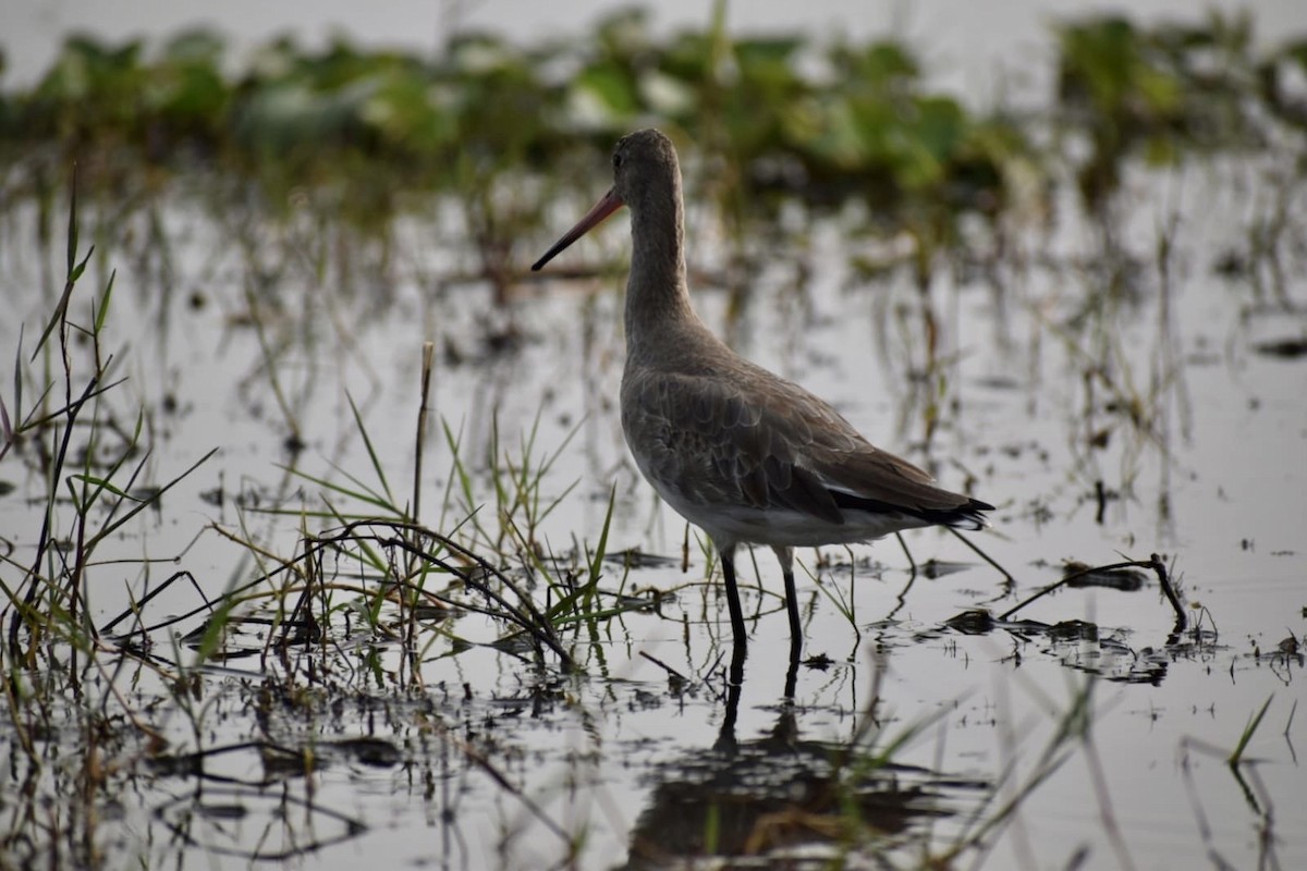 Black-tailed Godwit - ML615309824