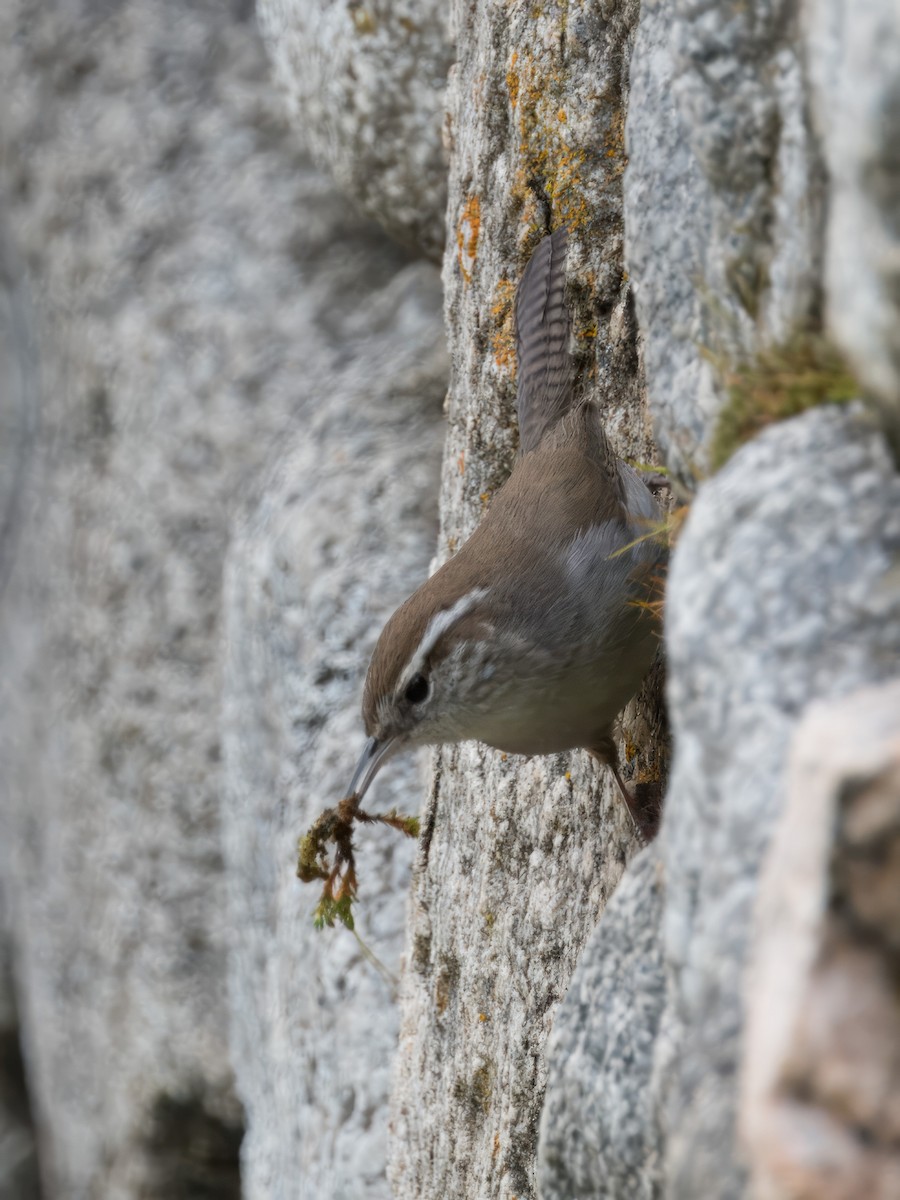 Bewick's Wren - Merryl Edelstein