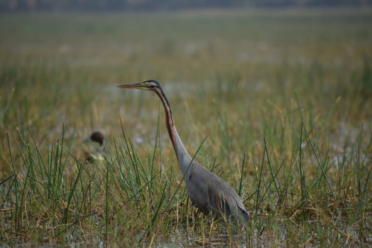 Purple Heron - ML615309856