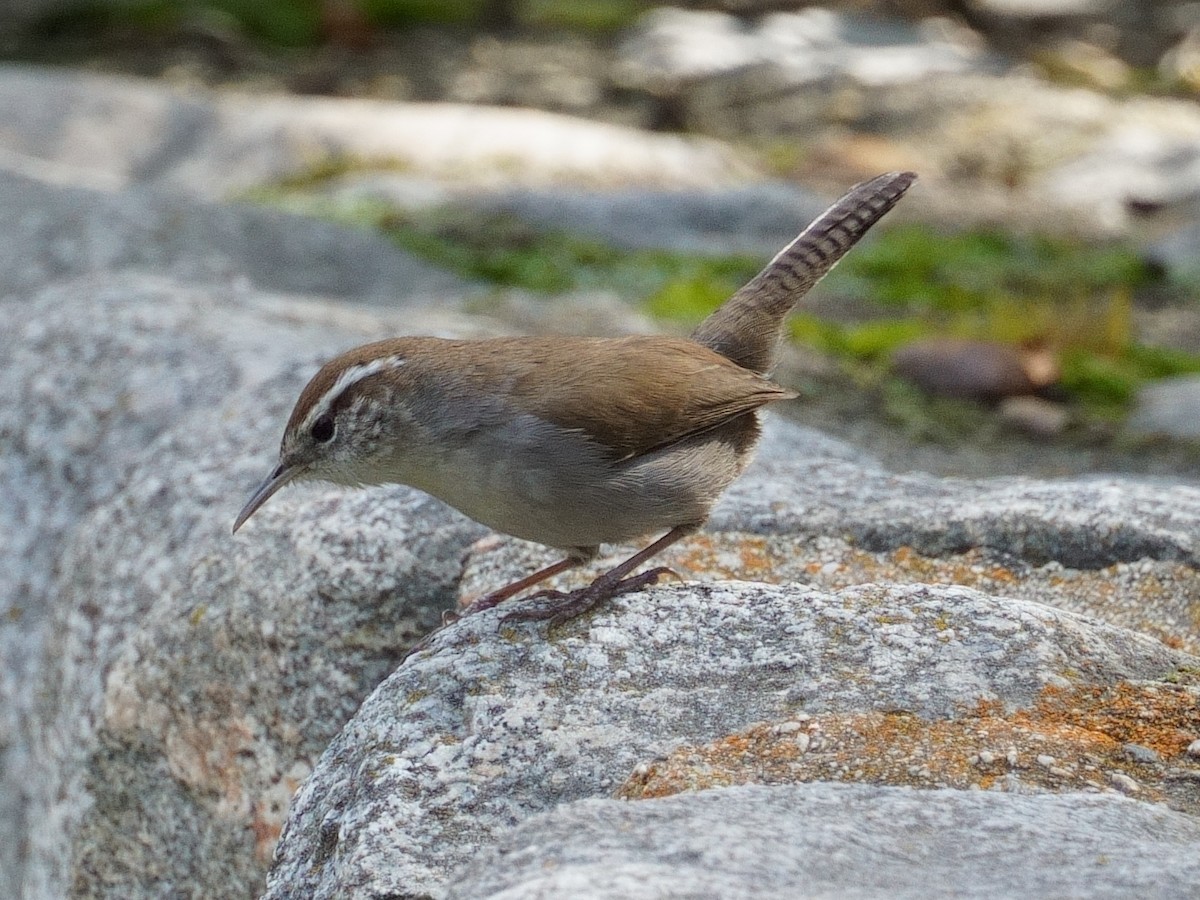 Bewick's Wren - ML615309859