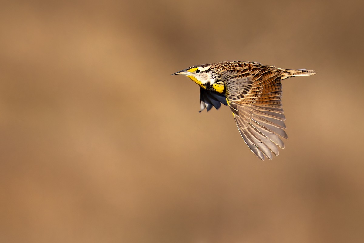 Eastern Meadowlark - ML615309864