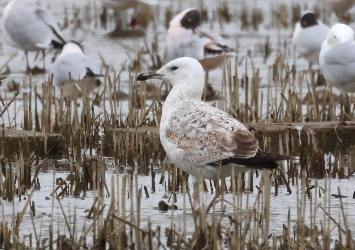 Caspian Gull - ML615309947