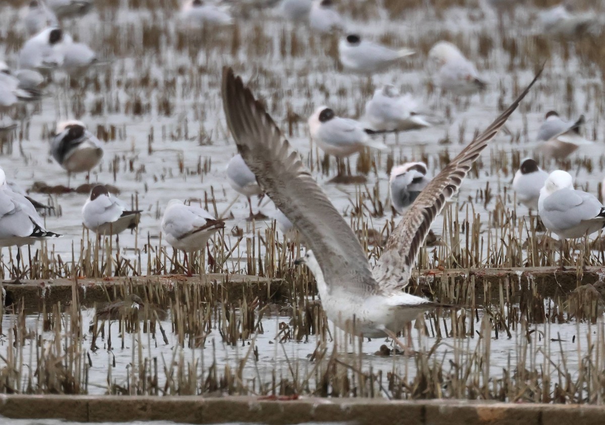 Caspian Gull - ML615309962